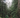Lush green forest with tall redwood trees and dense undergrowth
